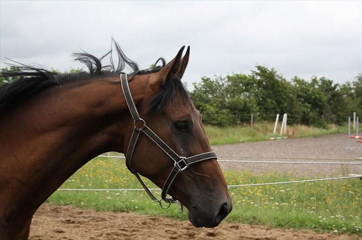 Oldenborg scaro R.I.P - første gang han var ude ;)  billede 2