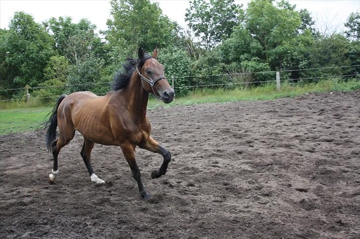 Oldenborg scaro R.I.P billede 3