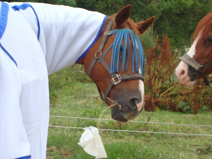 Dansk Varmblod chiela - :) Sommeren 2010 billede 8