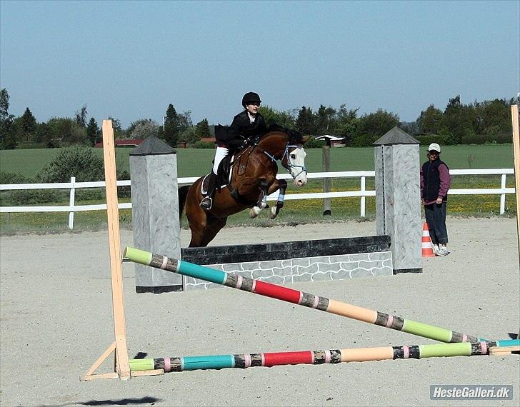 Anden særlig race Roos.Casillero Del Diablo - Springstævne på RVV d. 7/5. Her over en mur :) 50 cm. Foto: Anne-sofie. billede 12