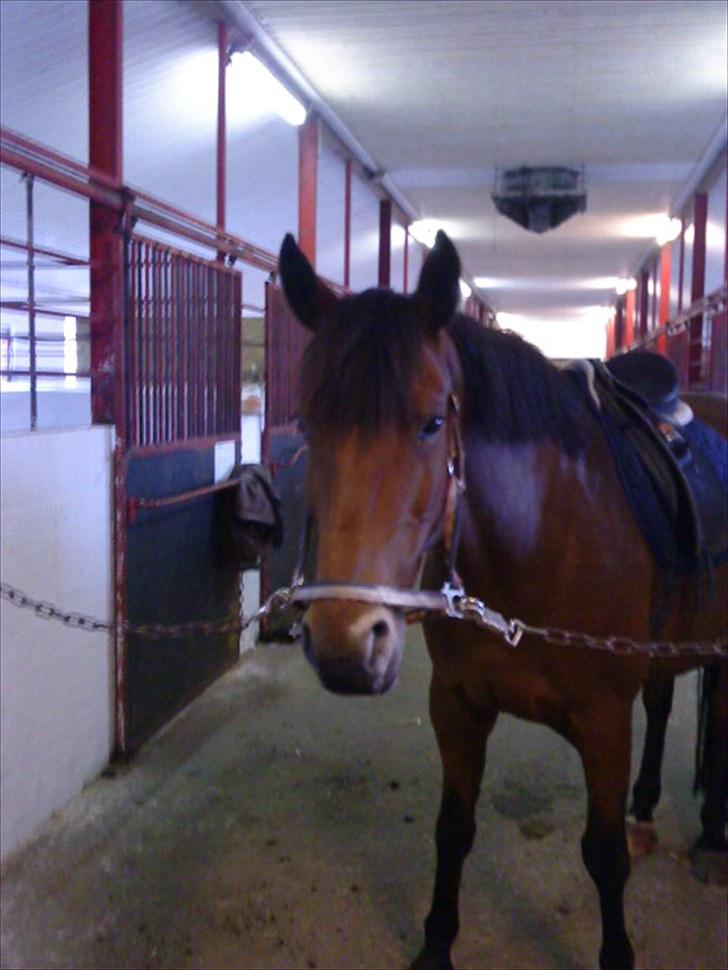 Anden særlig race Laura (red i sommers) - På stald gangen:) (foto mig) billede 8
