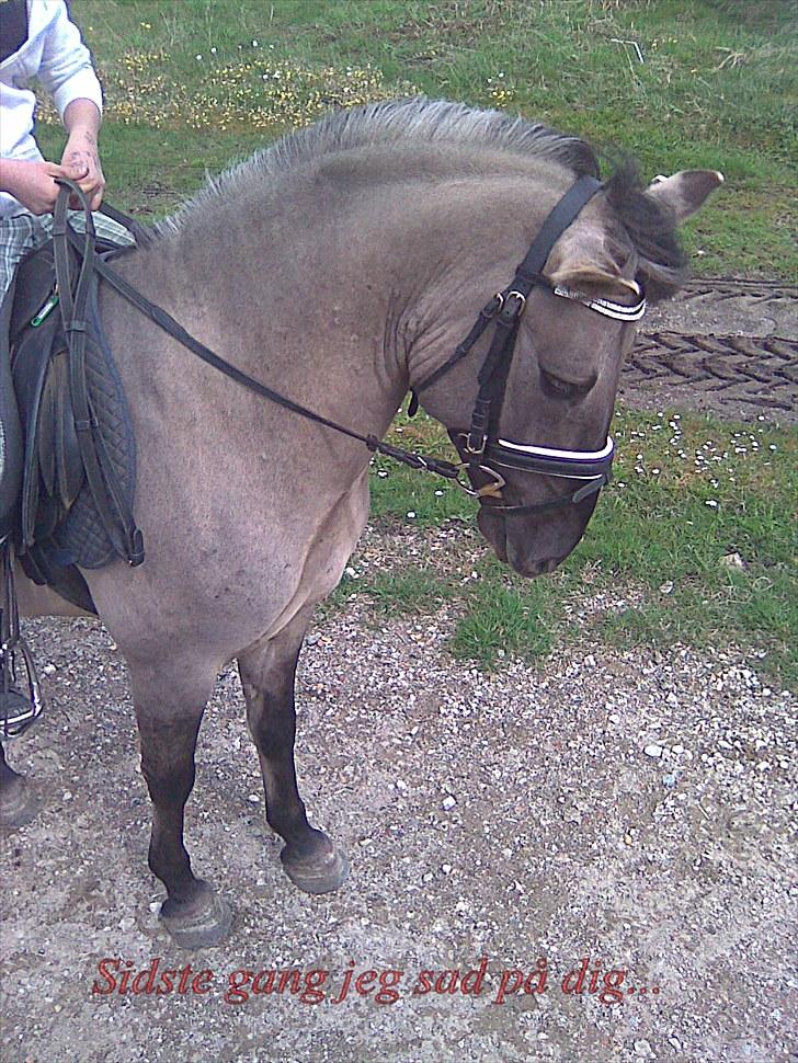 Konik Polski Herkules billede 13