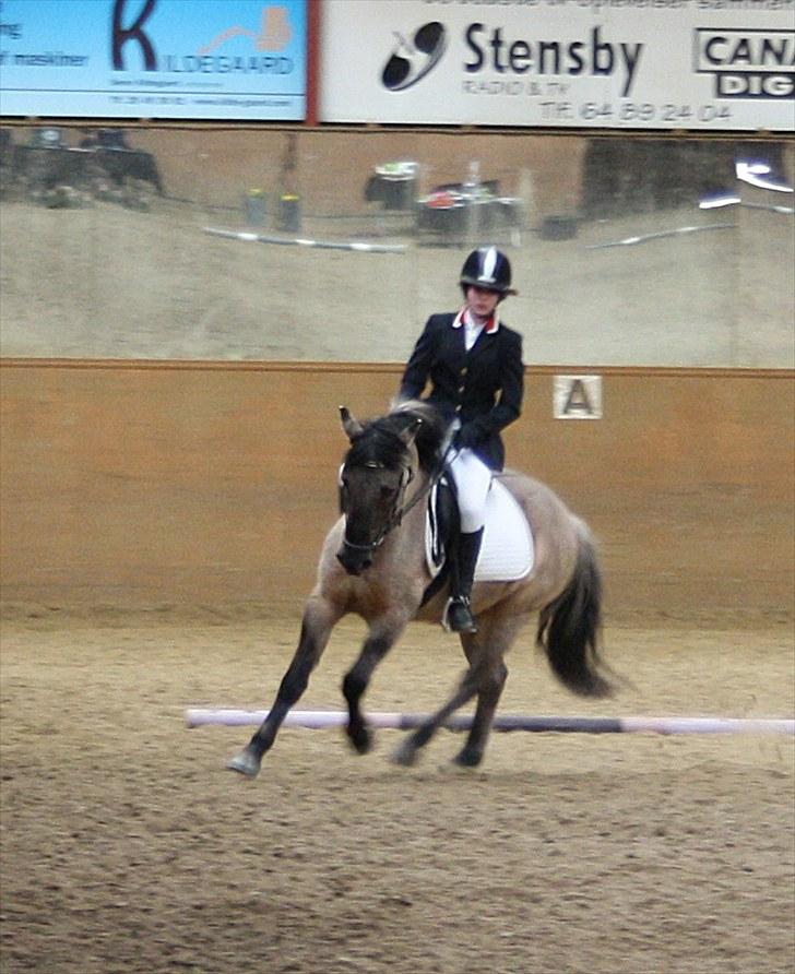 Konik Polski Herkules billede 15