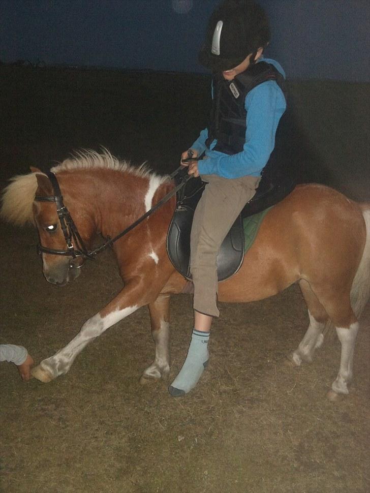 Shetlænder Hassan - *Red* (: - Fine dressur pony laver spanske skridt, med hjælp fra Michella :)  billede 6