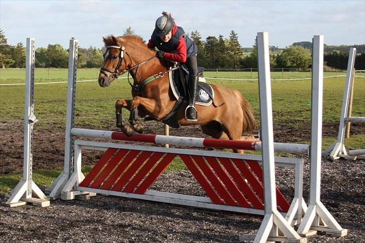 Anden særlig race Nicki solgt!! billede 9