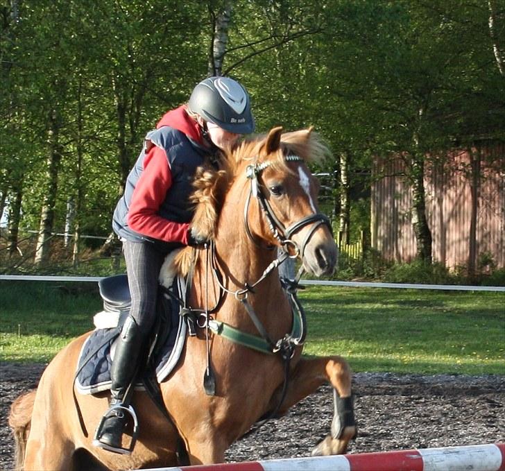 Anden særlig race Nicki solgt!! billede 12