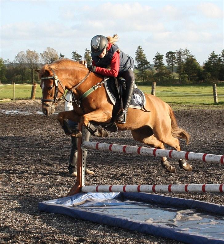 Anden særlig race Nicki solgt!! billede 13