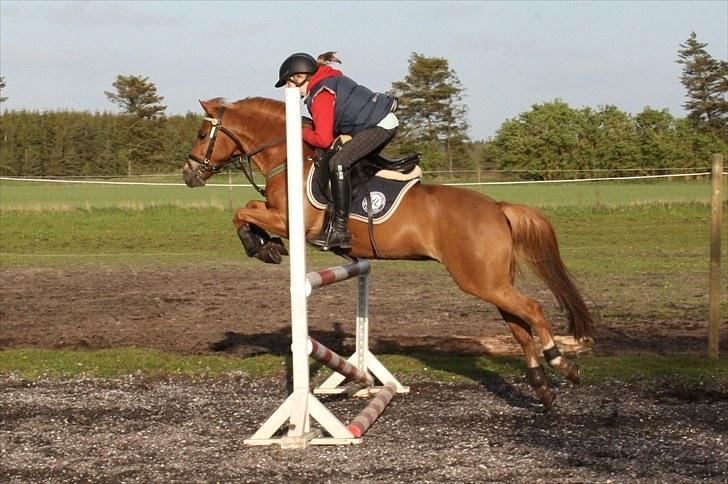 Anden særlig race Nicki solgt!! billede 14