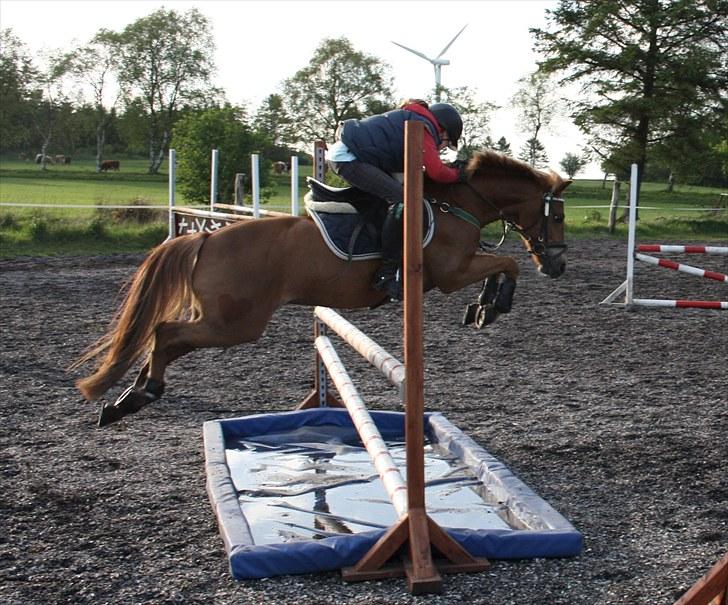 Anden særlig race Nicki solgt!! billede 15