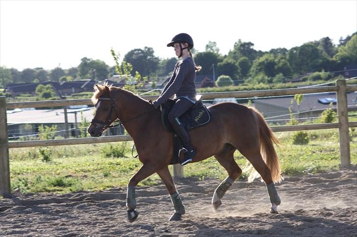 Anden særlig race Nicki solgt!! billede 16