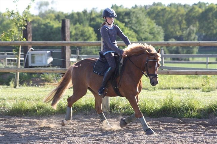 Anden særlig race Nicki solgt!! billede 17