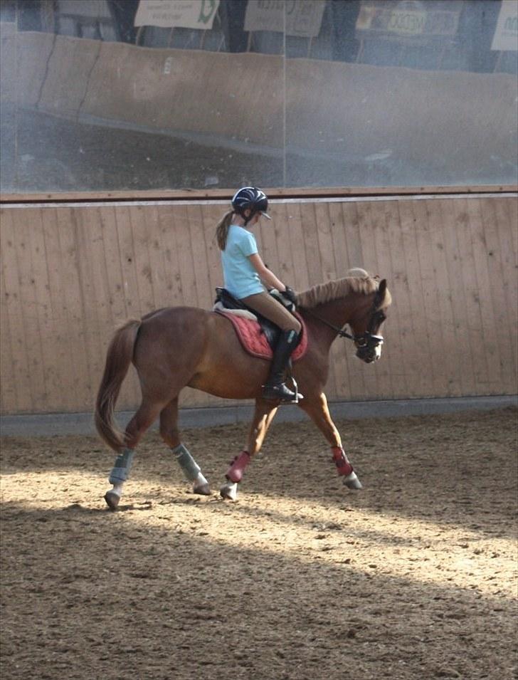 Anden særlig race Nicki solgt!! billede 18