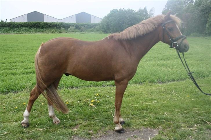 Anden særlig race Nicki solgt!! billede 19