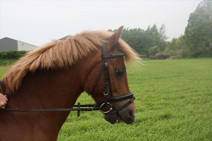 Anden særlig race Nicki solgt!! billede 20