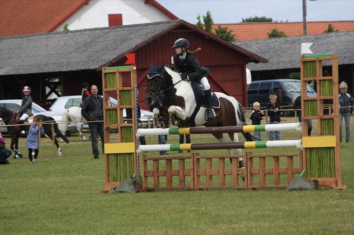 Anden særlig race Royal Rubin billede 17