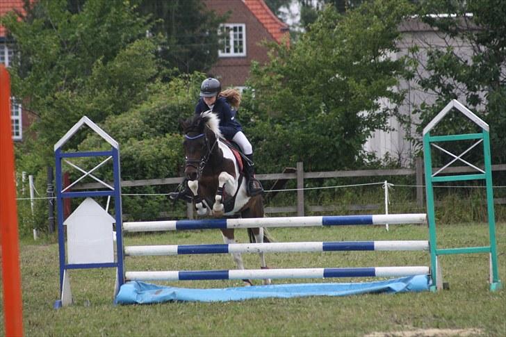 Anden særlig race Royal Rubin billede 20