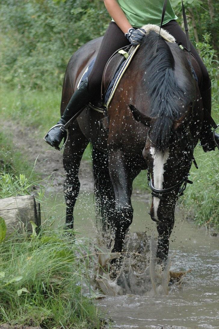 Anden særlig race Vienna STJERNE HESTEN - Der er ingen tvivl om at Vienna er den fødte vand hest ;p Foto: Ida billede 13