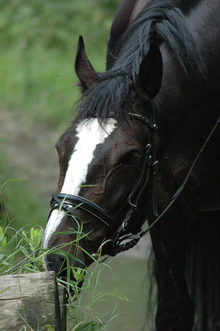 Anden særlig race Vienna STJERNE HESTEN - Bare en lille tot græs? Foto;: Ida billede 15