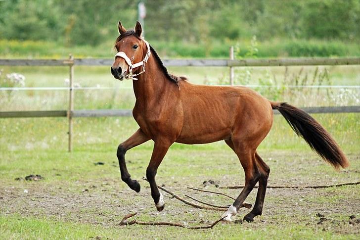 Anden særlig race Magic Fever - Taget af Chaos.. billede 1