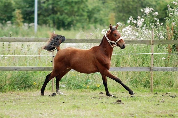 Anden særlig race Magic Fever - Taget af Chaos.. billede 2