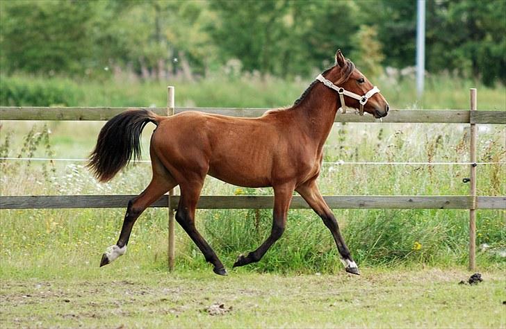 Anden særlig race Magic Fever - Taget af Chaos.. billede 3
