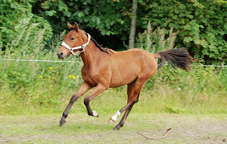 Anden særlig race Magic Fever - Taget af Chaos.. billede 4