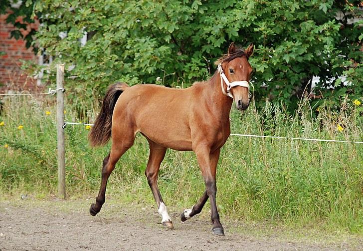 Anden særlig race Magic Fever - Taget af Chaos.. billede 5