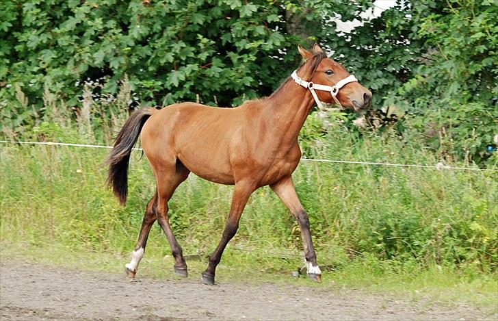 Anden særlig race Magic Fever - Taget af Chaos.. billede 6