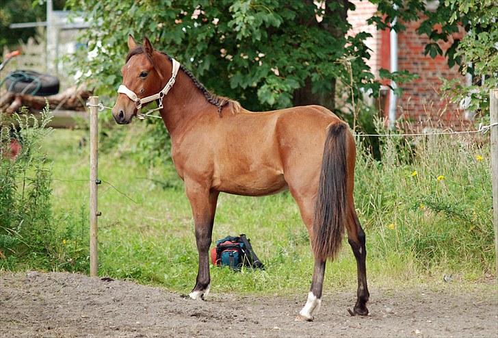 Anden særlig race Magic Fever - Taget af Chaos.. billede 7