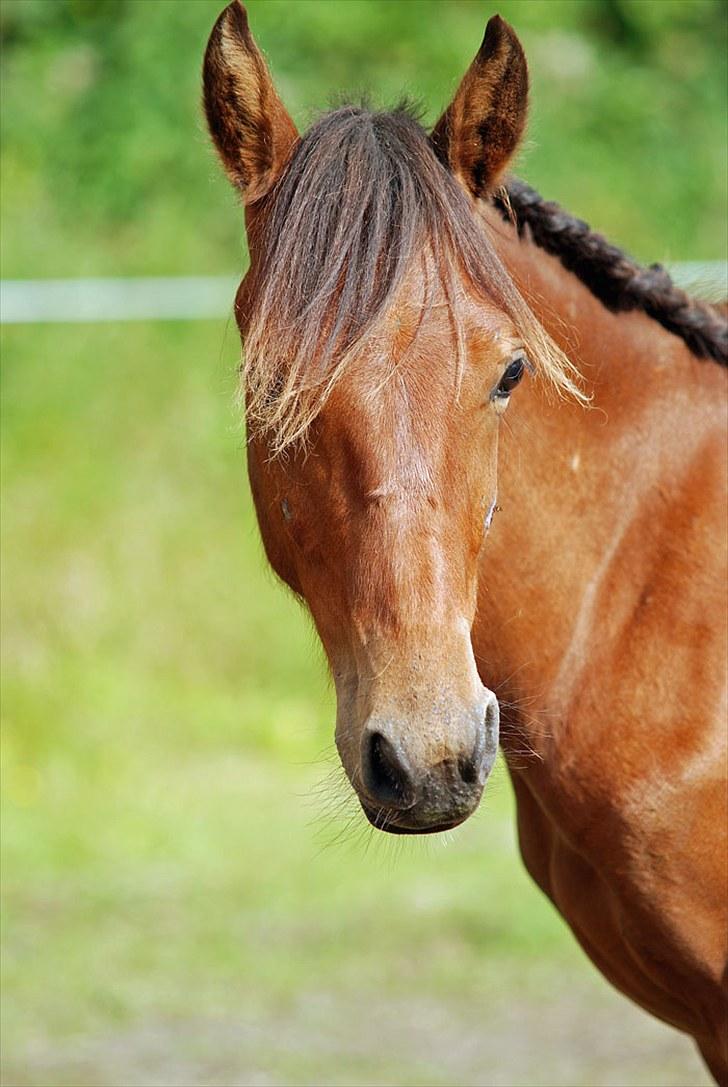 Anden særlig race Magic Fever - Taget af Chaos.. billede 8