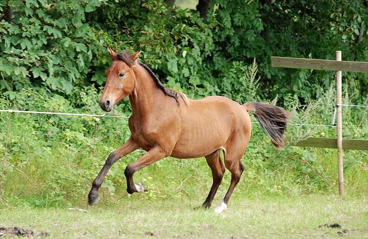 Anden særlig race Magic Fever - Taget af Chaos.. billede 9