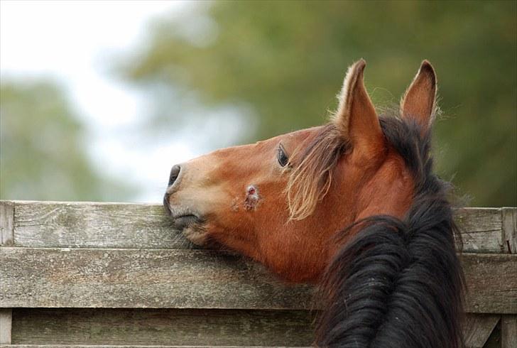 Anden særlig race Magic Fever - Taget af Chaos.. billede 10