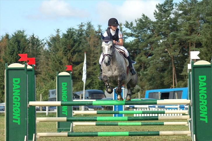 Dansk Varmblod Stedets Roxette billede 10