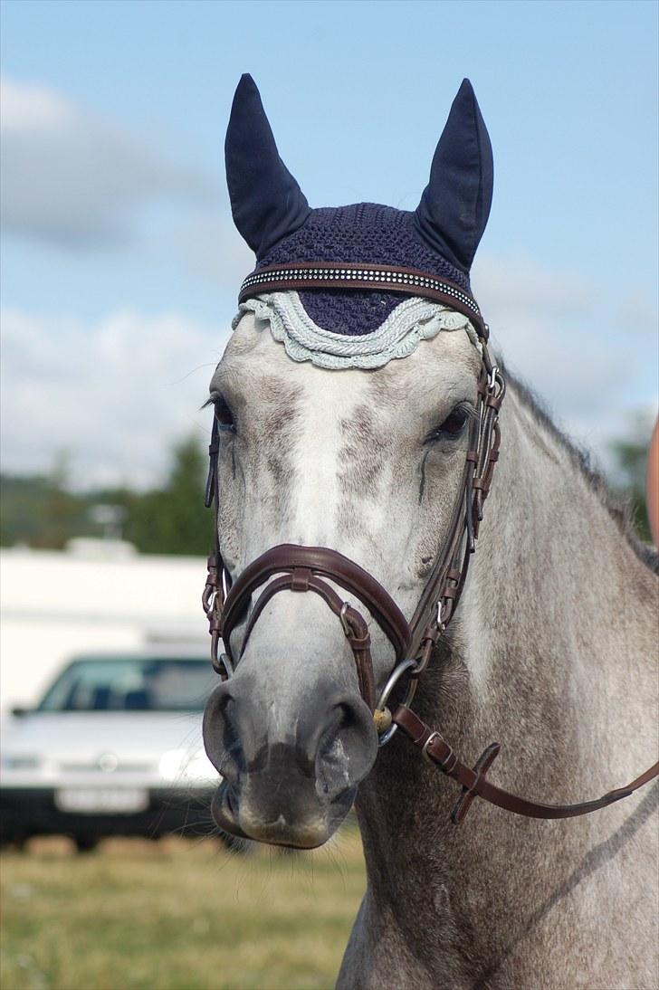 Dansk Varmblod Stedets Roxette billede 11