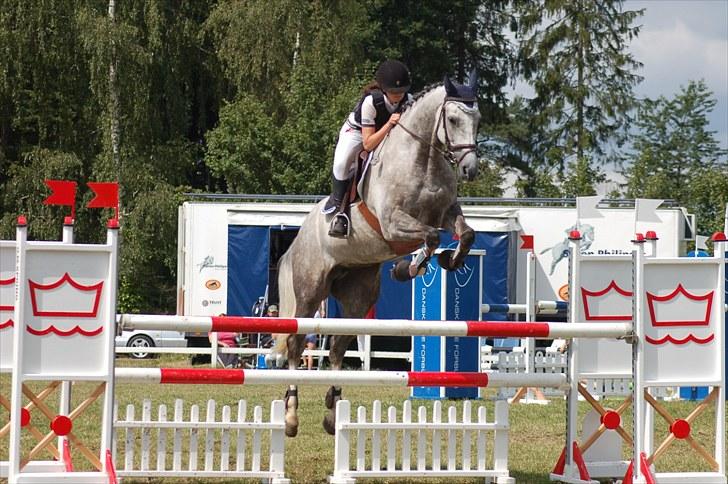 Dansk Varmblod Stedets Roxette billede 14