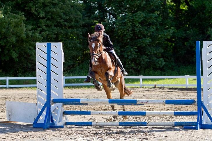 Welsh Cob (sec D) Fjordglimt KilKenny - Velkommen Til Kenny´s Profil billede 1