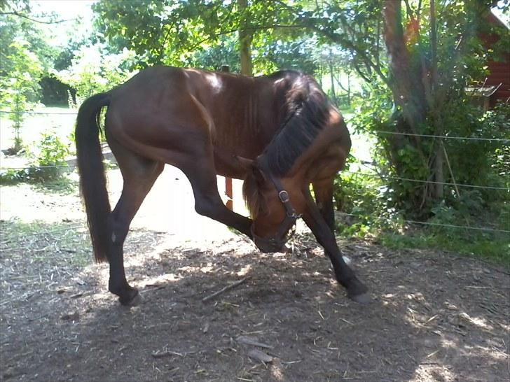 Welsh Cob (sec D) Fjordglimt KilKenny - Du er såé sød ;) billede 2