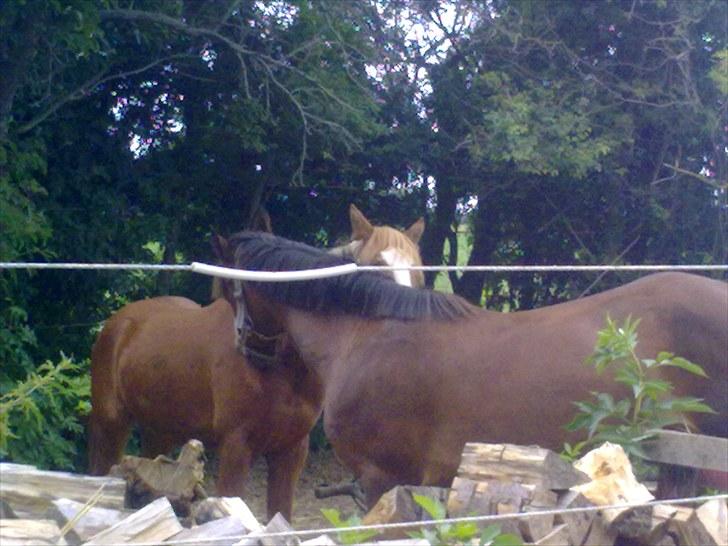 Welsh Cob (sec D) Fjordglimt KilKenny - Ny Ven;D billede 3