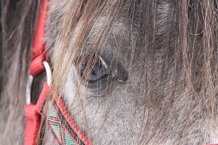 Arabisk fuldblod (OX) Shimaal - Disse blilleder er taget i februar måned, det vores første møde. billede 1