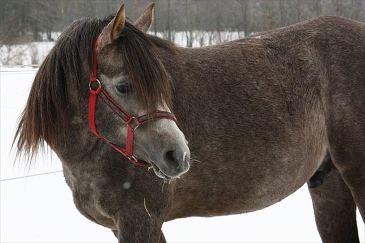 Arabisk fuldblod (OX) Shimaal - Halløjsa.. billede 2