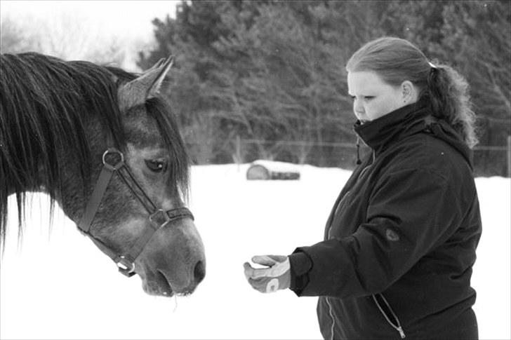 Arabisk fuldblod (OX) Shimaal billede 3