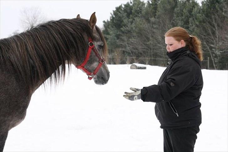 Arabisk fuldblod (OX) Shimaal billede 4