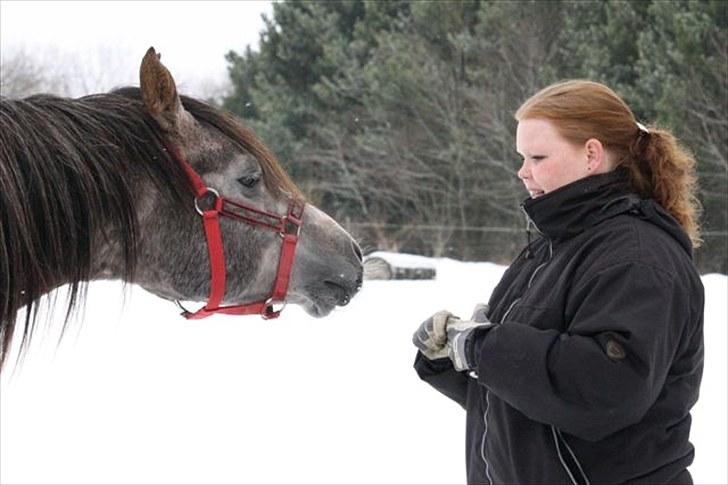 Arabisk fuldblod (OX) Shimaal billede 5