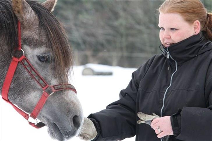 Arabisk fuldblod (OX) Shimaal billede 6