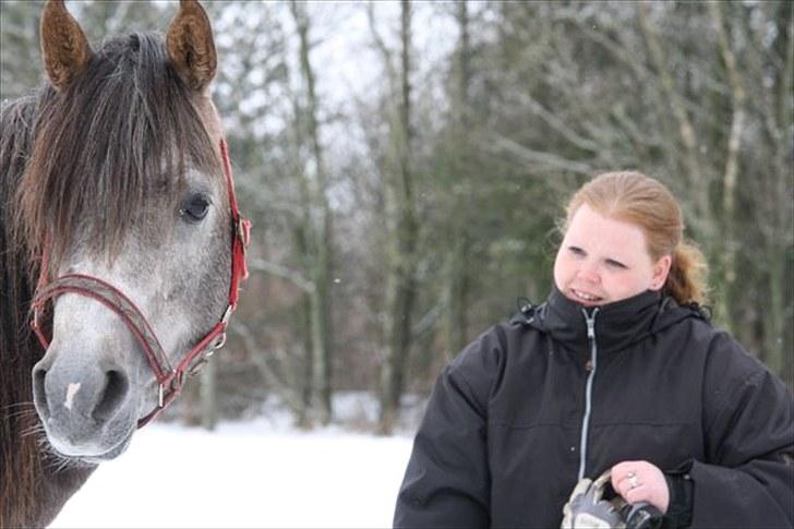 Arabisk fuldblod (OX) Shimaal billede 7