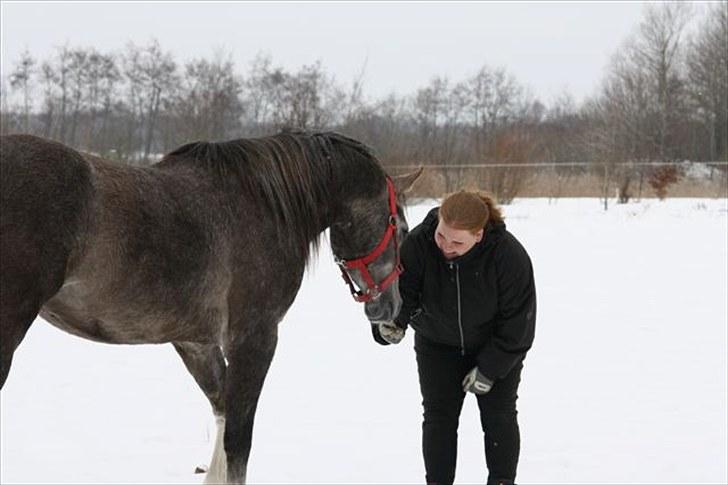 Arabisk fuldblod (OX) Shimaal - Skal vi lege.. billede 8