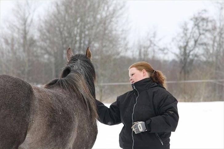 Arabisk fuldblod (OX) Shimaal billede 9