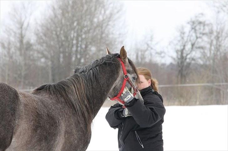 Arabisk fuldblod (OX) Shimaal billede 10