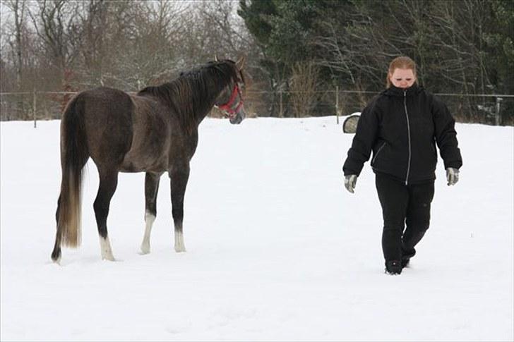 Arabisk fuldblod (OX) Shimaal - Her var jeg solgt.. billede 11