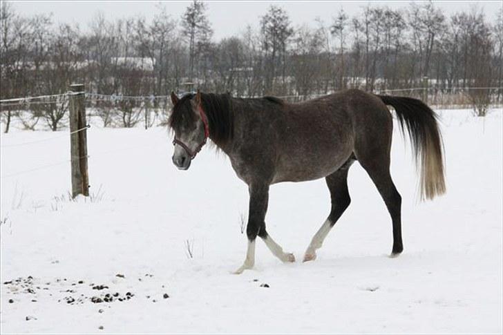 Arabisk fuldblod (OX) Shimaal billede 12